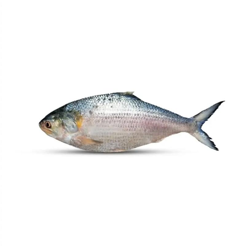 Hilsha 1000/1200g ( Uncut )